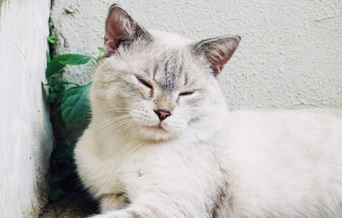 Frisian富力鲜猫罐头怎么样（平价猫罐头推荐）