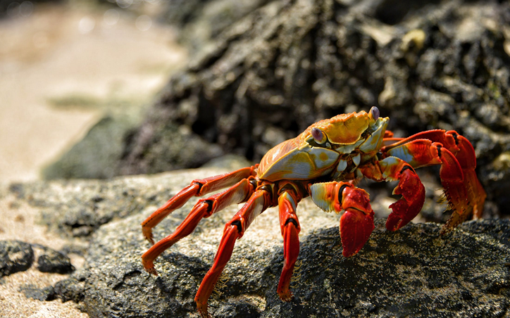 螃蟹和柿子真的不能一起吃吗（螃蟹虽美味也不能多吃）