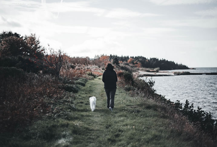 10种比较聪明的宠物犬整理（你认可这样的说法吗）