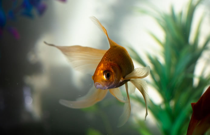 10种好看又好养活的金鱼推荐（养鱼也要懂得品类）