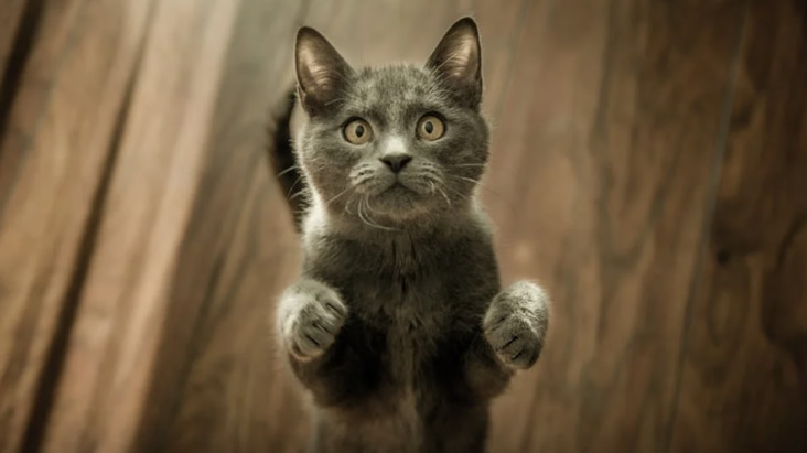 被猫狗抓咬是否要打狂犬疫苗（切勿大意猫狗抓咬）