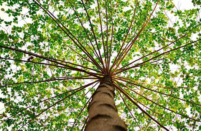 十大江浙沪免费赏银杏树圣地 可以带孩子去看看