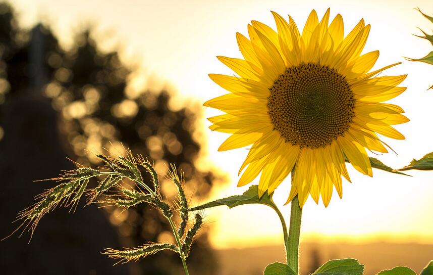 iherb维生素D3限时5折起 维生素D3的作用及功能